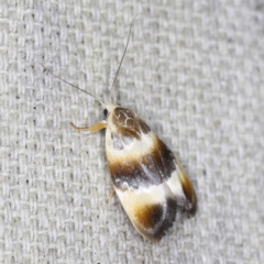 Piloprepes anassa (A Concealer moth (Wingia group)) at O'Connor, ACT - 3 Dec 2022 by ibaird