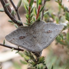 Casbia pallens (Pale Casbia) at Aranda Bushland - 2 Dec 2022 by CathB