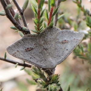 Casbia pallens at Molonglo Valley, ACT - 2 Dec 2022 04:01 PM