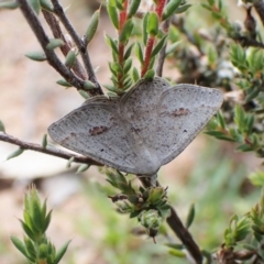 Casbia pallens at Molonglo Valley, ACT - 2 Dec 2022 04:01 PM