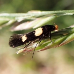 Unidentified Curved-horn moth (all Gelechioidea except Oecophoridae) at Molonglo Valley, ACT - 30 Nov 2022 by CathB