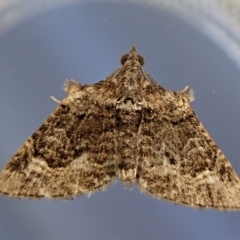 Phrissogonus laticostata (Apple looper moth) at Cook, ACT - 26 Nov 2022 by CathB
