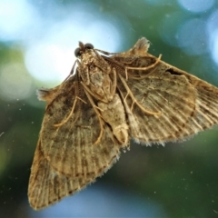 Phrissogonus laticostata at Cook, ACT - 26 Nov 2022