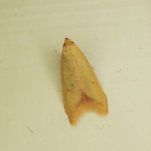 Aeolothapsa malacella (A Concealer moth) at suppressed by CathB