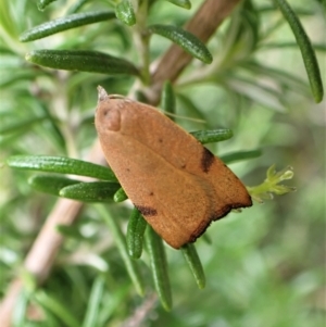 Tortricopsis uncinella at Cook, ACT - suppressed