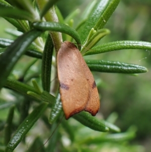 Tortricopsis uncinella at Cook, ACT - 23 Nov 2022