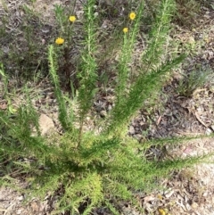 Cassinia aculeata subsp. aculeata (Dolly Bush, Common Cassinia, Dogwood) at Kambah, ACT - 5 Dec 2022 by Lovey