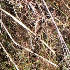 Adversaeschna brevistyla (Blue-spotted Hawker) at Molonglo Valley, ACT - 2 Dec 2022 by CathB