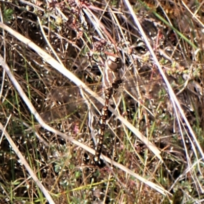 Adversaeschna brevistyla (Blue-spotted Hawker) at Molonglo Valley, ACT - 2 Dec 2022 by CathB