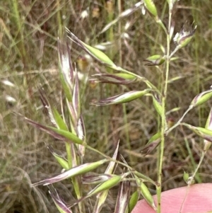 Unidentified Grass (TBC) at suppressed by lbradley