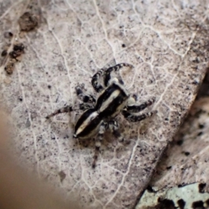 Euophryinae sp. (Mr Stripey) undescribed at Molonglo Valley, ACT - 2 Dec 2022