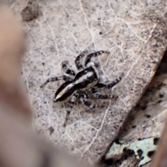 Euophryinae sp. (Mr Stripey) undescribed at Molonglo Valley, ACT - 2 Dec 2022