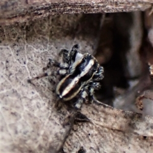 Euophryinae sp. (Mr Stripey) undescribed at Molonglo Valley, ACT - 2 Dec 2022 04:22 PM