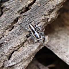 Euophryinae sp. (Mr Stripey) undescribed at Molonglo Valley, ACT - 2 Dec 2022