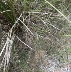 Rytidosperma pallidum (Red-anther Wallaby Grass) at Aranda Bushland - 5 Dec 2022 by lbradley