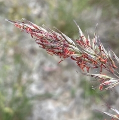 Rytidosperma pallidum at Aranda, ACT - 5 Dec 2022