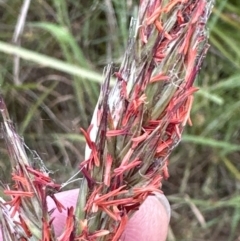 Rytidosperma pallidum at Aranda, ACT - 5 Dec 2022