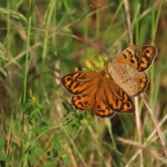 Heteronympha merope (Common Brown Butterfly) at Isaacs Ridge and Nearby - 4 Dec 2022 by SandraH