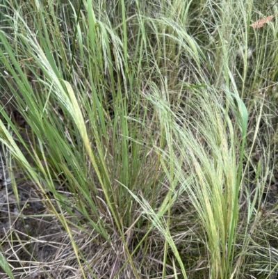 Panicum capillare/hillmanii (Exotic/Invasive Panic Grass) at Molonglo Valley, ACT - 5 Dec 2022 by lbradley