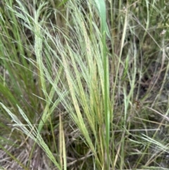 Panicum capillare/hillmanii at Aranda, ACT - 5 Dec 2022 03:46 PM