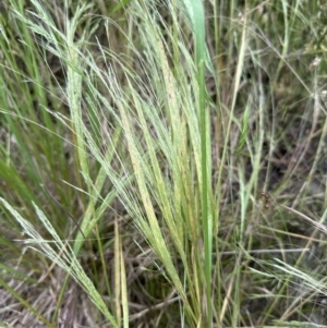 Panicum capillare/hillmanii at Aranda, ACT - 5 Dec 2022 03:46 PM