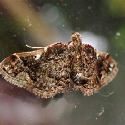 Scenedra decoratalis (A Pyralid moth) at Cook, ACT - 26 Nov 2022 by CathB
