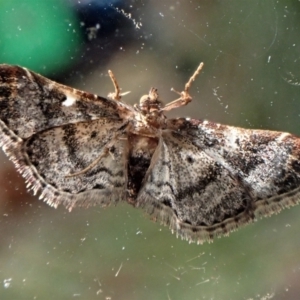 Scenedra decoratalis at Cook, ACT - 26 Nov 2022