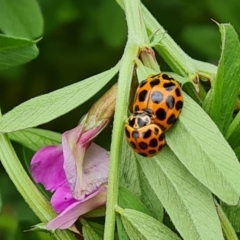 Harmonia conformis (Common Spotted Ladybird) at Murrumbucca, NSW - 5 Dec 2022 by Mike