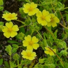 Potentilla recta (Sulphur Cinquefoil) at Wambrook, NSW - 5 Dec 2022 by Mike