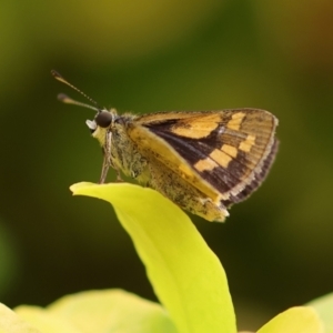 Ocybadistes walkeri at Wodonga, VIC - 5 Dec 2022