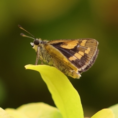 Ocybadistes walkeri (Green Grass-dart) at Wodonga - 5 Dec 2022 by KylieWaldon