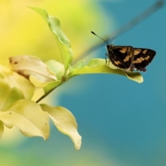 Ocybadistes walkeri at Wodonga, VIC - 5 Dec 2022