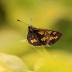 Ocybadistes walkeri at Wodonga, VIC - 5 Dec 2022