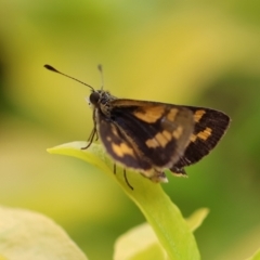 Ocybadistes walkeri at Wodonga, VIC - 5 Dec 2022