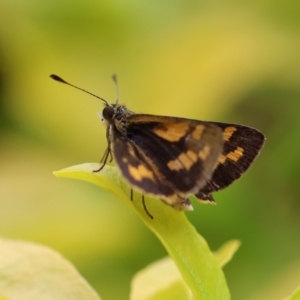 Ocybadistes walkeri at Wodonga, VIC - 5 Dec 2022