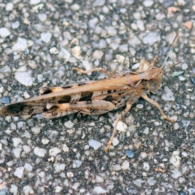 Chortoicetes terminifera (Australian Plague Locust) at Wodonga, VIC - 5 Dec 2022 by KylieWaldon