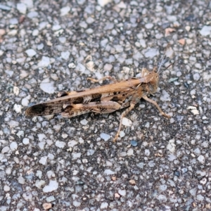 Chortoicetes terminifera at Wodonga, VIC - 5 Dec 2022 02:57 PM
