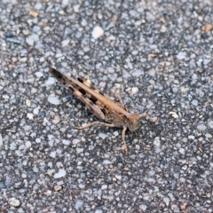 Chortoicetes terminifera at Wodonga, VIC - 5 Dec 2022 02:57 PM