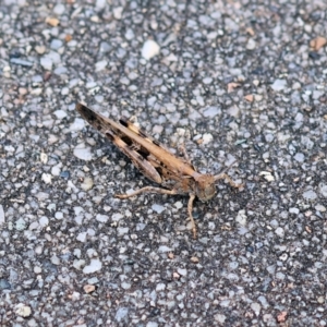 Chortoicetes terminifera at Wodonga, VIC - 5 Dec 2022 02:57 PM