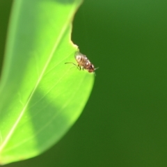 Unverified True fly (Diptera) at Wodonga, VIC - 5 Dec 2022 by KylieWaldon