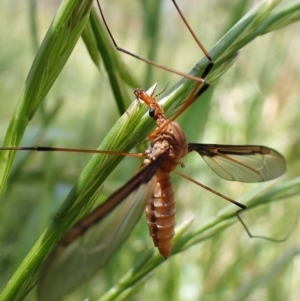 Leptotarsus (Macromastix) costalis at Cook, ACT - 26 Nov 2022