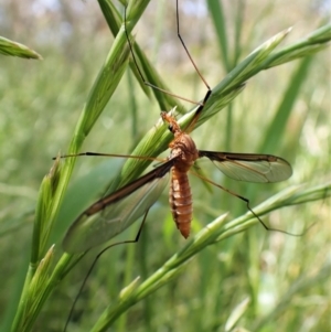 Leptotarsus (Macromastix) costalis at Cook, ACT - 26 Nov 2022