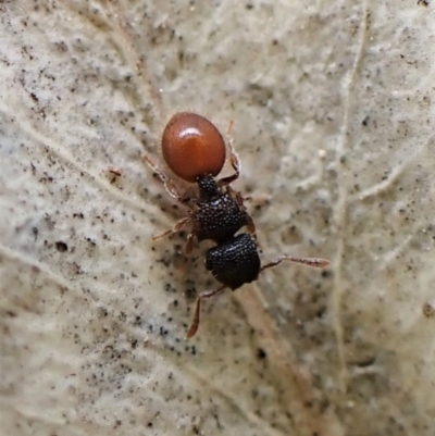 Meranoplus sp. (genus) (Shield Ant) at Mount Painter - 24 Nov 2022 by CathB