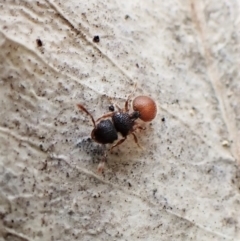 Meranoplus sp. (genus) at Cook, ACT - 24 Nov 2022