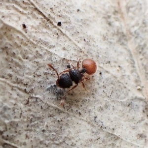 Meranoplus sp. (genus) at Cook, ACT - 24 Nov 2022