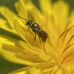 Homalictus niveifrons  at Broulee, NSW - 4 Dec 2022 by PeterA