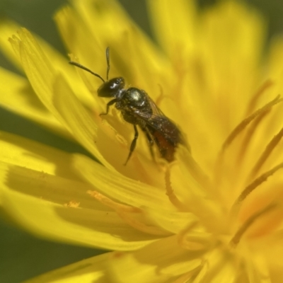 Homalictus niveifrons  at Broulee, NSW - 4 Dec 2022 by PeterA