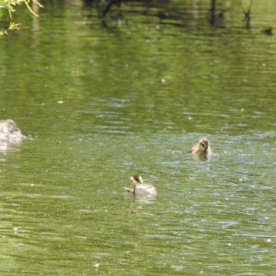 Anas superciliosa (Pacific Black Duck) at Nimmitabel, NSW - 2 Dec 2022 by GlossyGal