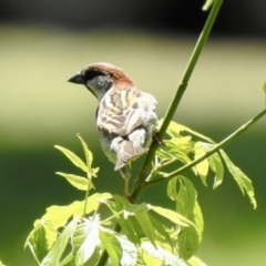Passer domesticus (House Sparrow) at Bombala, NSW - 3 Dec 2022 by GlossyGal