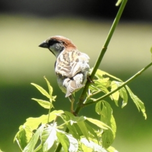 Passer domesticus at Bombala, NSW - 3 Dec 2022